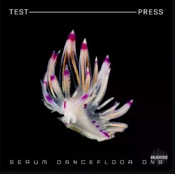Test Press Serum Dancefloor DnB 血清合成器预置，舞池风格鼓打贝斯音色
